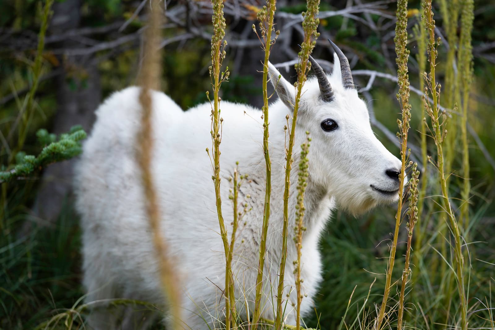Wildlife in a Montana meadow