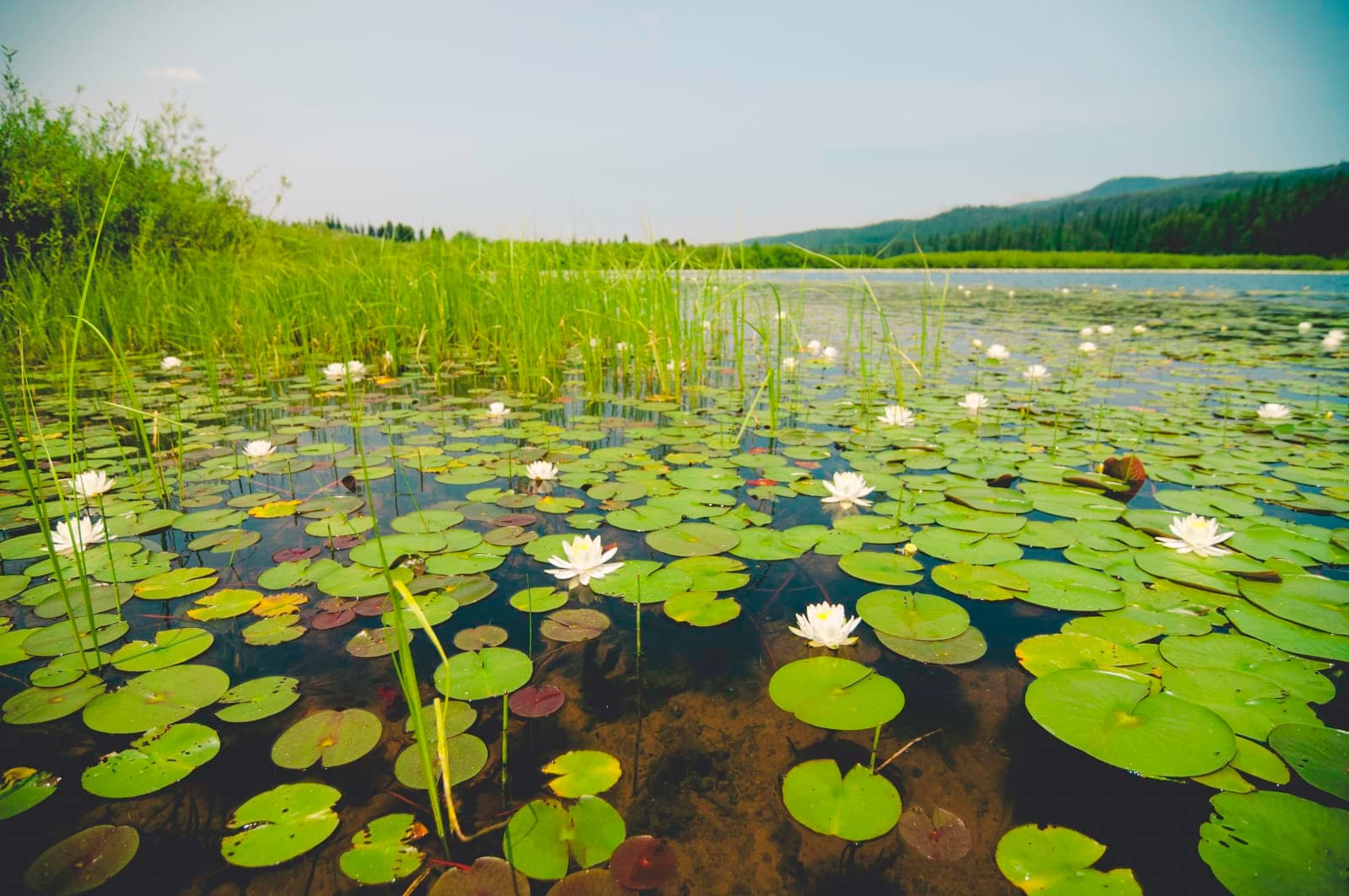 Clearwater River Float and Trail - Photo 1