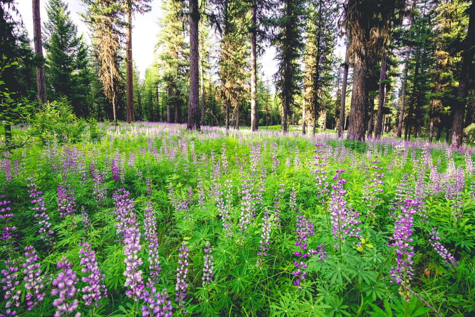Scenic Drive: Clearwater Junction to Bigfork - Photo 1