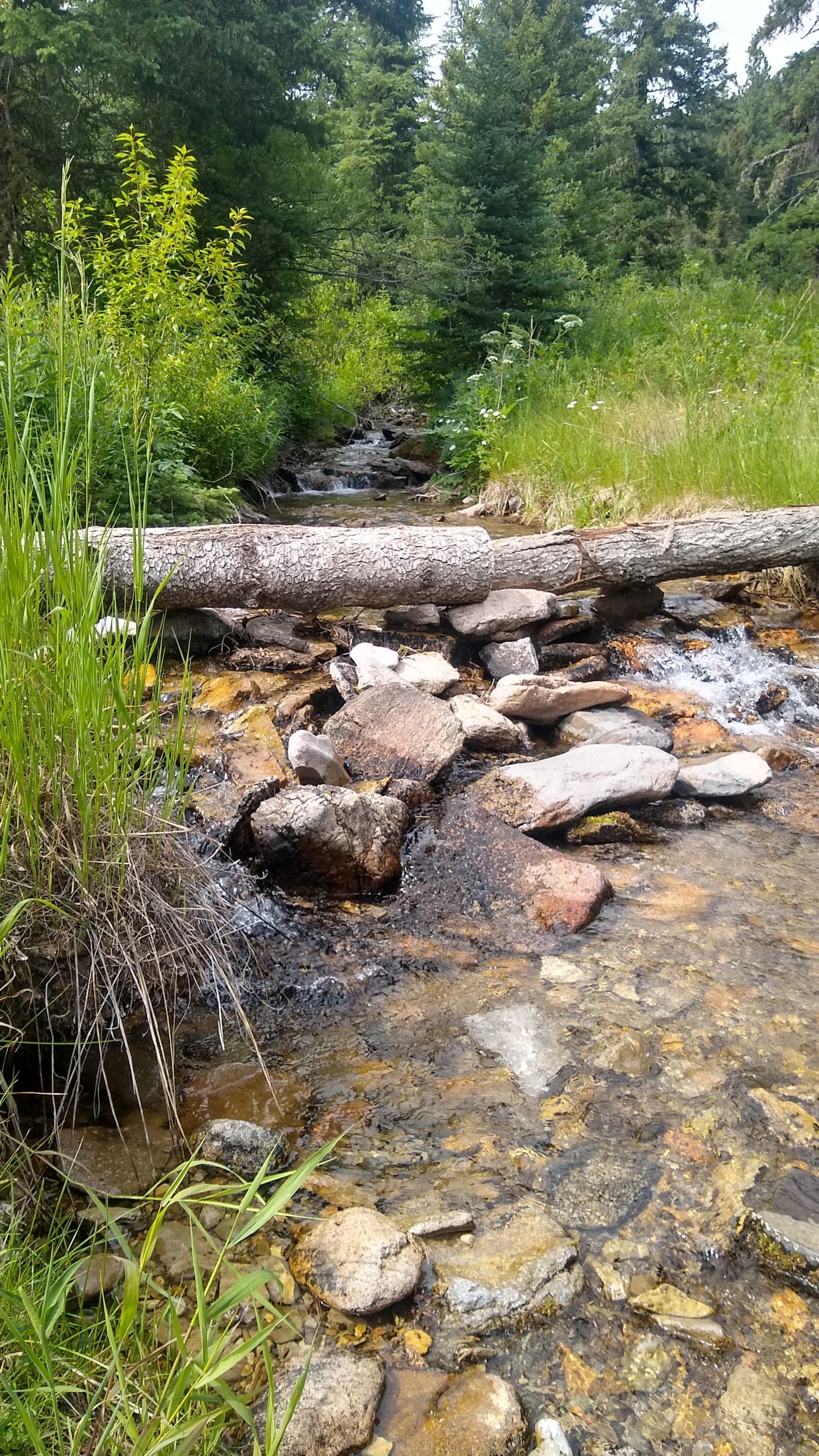 Hughesville Road Dispersed Camping - Lewis and Clark National Forest - Photo 1